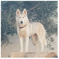 Étalon Siberian Husky - Lovéa Wolf Of Sibalt