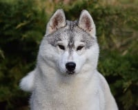 Étalon Siberian Husky - CH. life is now Maddy wolf bloob of cold winter nights eyda