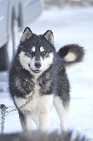 Étalon Siberian Husky - Magic Wolf Lune noire dit loupy