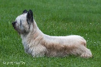 Étalon Skye Terrier - CH. Heart breaker Of The Chives Castle