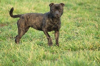 Étalon Staffordshire Bull Terrier - Oulla De la terre des gardiants