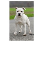 Étalon Staffordshire Bull Terrier - CH. Never dies ice white du clan ' Molotov