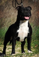 Étalon Staffordshire Bull Terrier - Only black spotted princess blackbull diamonds
