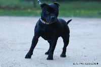 Étalon Staffordshire Bull Terrier - legendstaff Black pearl aka guapo