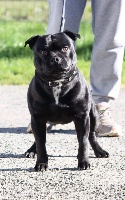 Étalon Staffordshire Bull Terrier - Okhani des fils de Nwenco