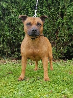 Étalon Staffordshire Bull Terrier - Jade (Sans Affixe)