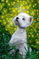 Étalon West Highland White Terrier - Orphee De Tolbiac