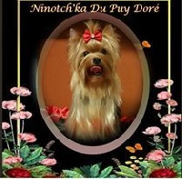 Étalon Yorkshire Terrier - Ninotch'ka puy dore