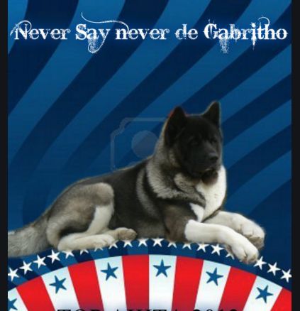 CH. Never say never de gabritho