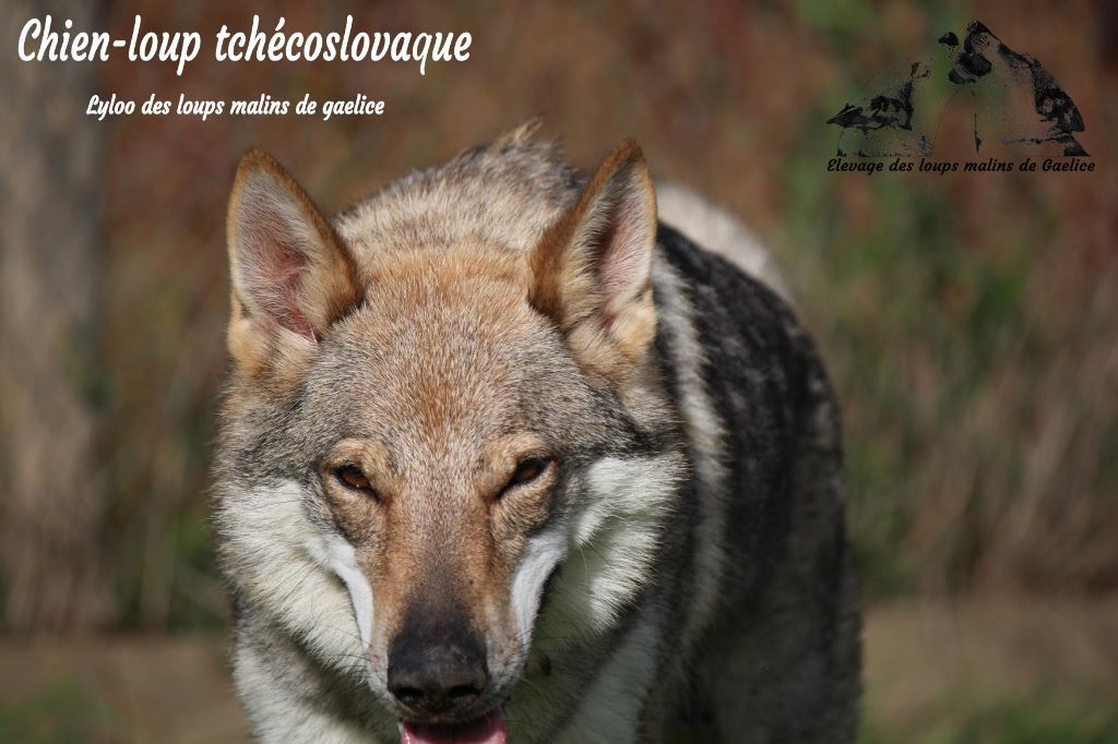 Lyloo Des Loups Malins De Gaelice
