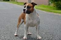 Étalon American Staffordshire Terrier - LeÏgo du Diamant Rouge
