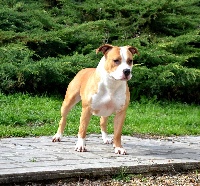 Étalon American Staffordshire Terrier - O'maya Of Dakota Black Hills