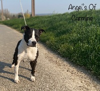 Étalon American Staffordshire Terrier - G'kiss me my love de Angel's of Carmine