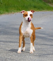 Étalon American Staffordshire Terrier - Penny By Gold Black Mountain