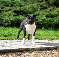 Étalon American Staffordshire Terrier - O'mickey Of Dakota Black Hills