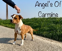 Étalon American Staffordshire Terrier - Newman de Angel's of Carmine