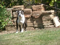Étalon American Staffordshire Terrier - Olympia  'magic-bleu ' bleue des Guerriers Occitans