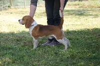 Étalon Beagle - Hermes de gallaecia kennel