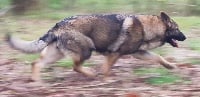 Étalon Berger Allemand - Pearl Des Loups De L'Atlas