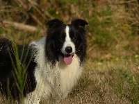 Étalon Border Collie - Cold water by the lake