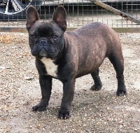 Étalon Bouledogue français - Padam padam Of Bully's Leine