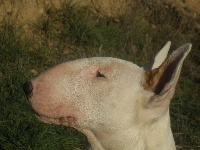 Étalon Bull Terrier - Kingston-Corbières Bt Perfect popsy