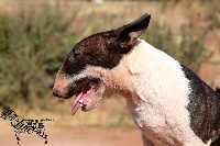 Étalon Bull Terrier Miniature - Opera hell's line girls (Sans Affixe)