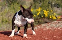 Étalon Bull Terrier Miniature - hell's line Oh la vilaine