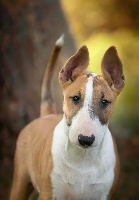 Étalon Bull Terrier - Penniciline ( irène) du Royal Belvédère