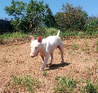 Étalon Bull Terrier - Linette white star des Guerriers Occitans