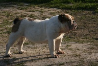 Étalon Bulldog Anglais - Nougatine de la plaine du Vermandois