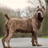 Étalon Cane Corso - Paride di casa peppone (Sans Affixe)