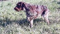 Étalon Chien d'arrêt allemand à poil dur - Orla Vom Feder Maler