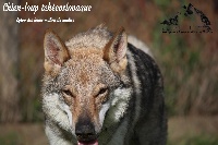 Étalon Chien-loup tchecoslovaque - Lyloo Des Loups Malins De Gaelice