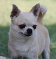 Étalon Chihuahua - Aquila nera della dolcemela