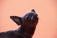Étalon Chihuahua - Ohana Du Secret Des Dieux