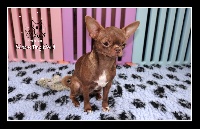 Étalon Chihuahua - Olga du Grisous'tiny World