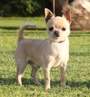 Étalon Chihuahua - CH. Aragon goldy boy aukso uoga