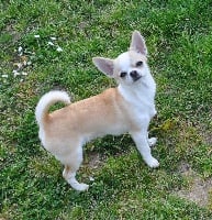 Étalon Chihuahua - Odevie Des graines de stars