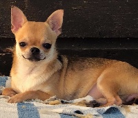 Étalon Chihuahua - Nikita Des lianes de mysore
