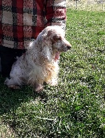 Étalon Cocker Spaniel Anglais - CH. Ibiza Du domaine des clayeux