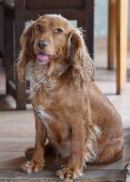 Étalon Cocker Spaniel Anglais - Goldy Fast Road