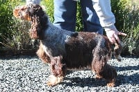 Étalon Cocker Spaniel Anglais - So what van het haegehof