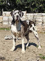 Étalon Dogue allemand - Once upon a time Au Royaume De Leyla