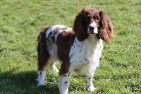 Étalon English Springer Spaniel - Jinger du bois de Mirapied