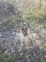 Étalon Fox Terrier Poil lisse - Margot de la meute champenoise