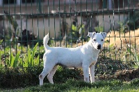 Étalon Jack Russell Terrier - Laika des Diamants Verts