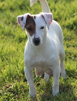 Étalon Jack Russell Terrier - Plume des Diamants Verts