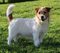Étalon Jack Russell Terrier - L'popi des Apollons de Garras