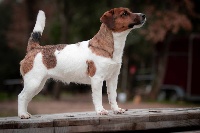 Étalon Jack Russell Terrier - Ozana du Bois de Compiègne